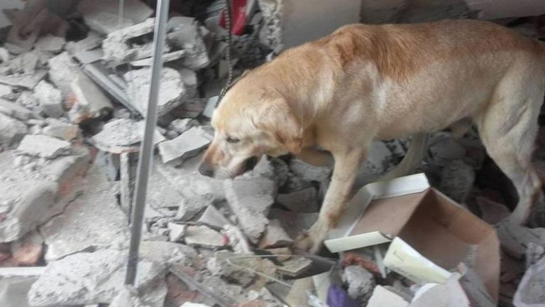CANE_TERREMOTO