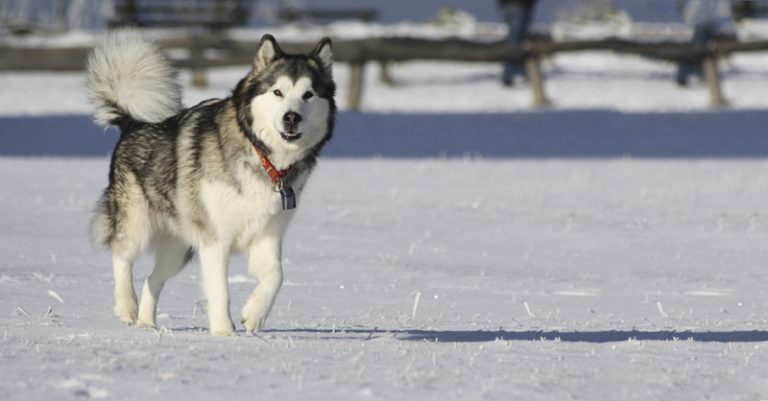 Alaskan-Malamute