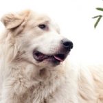 CANE_GRANDE