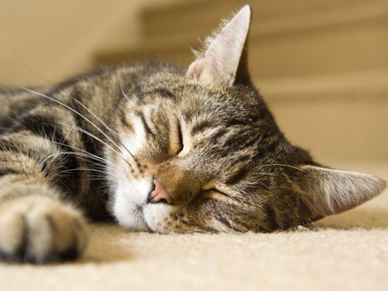 GATTO