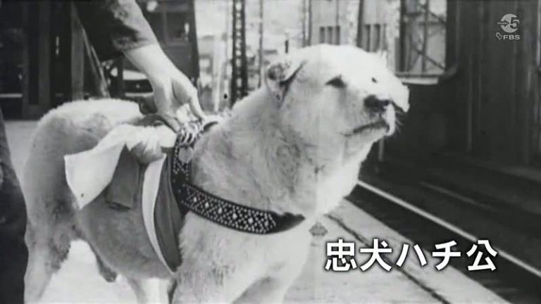 HACHIKO