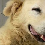 Ringhio post-operazione-2