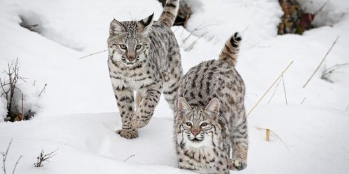 SVIZZERA: ABBATTUTA UNA LINCE PERCHE’ CONFIDENTE