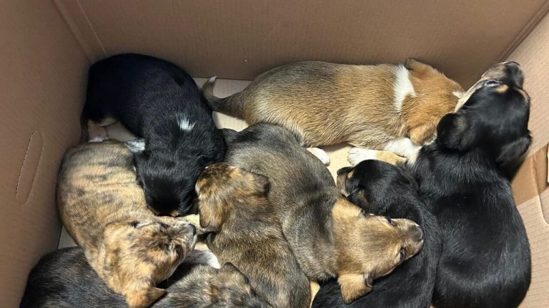 Cuccioli cane salvati bus Monteverde 1
